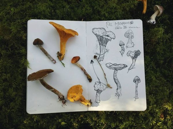 Скетчбук грибы