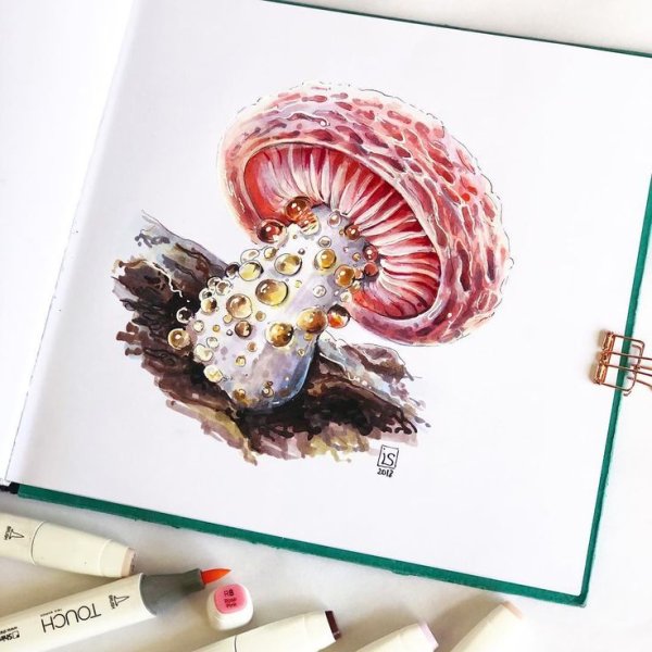 Грибы скетч маркерами