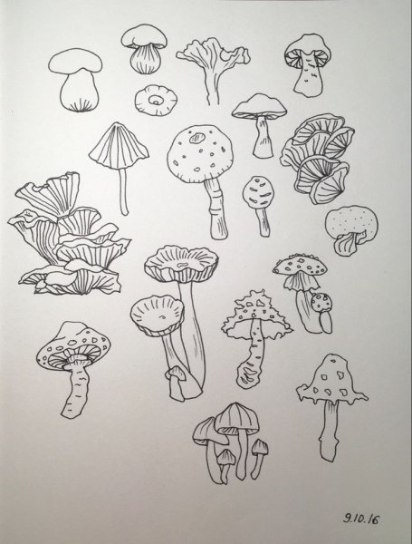 Грибы эскиз