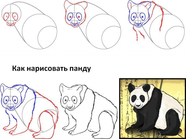 Как нарисовать панду