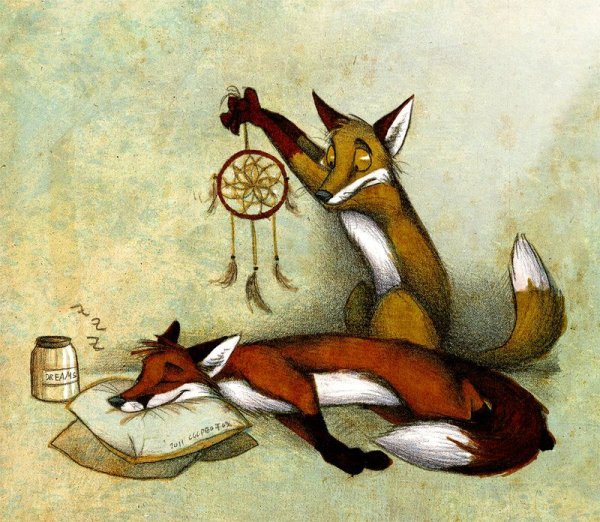 Culpeo Fox лисы