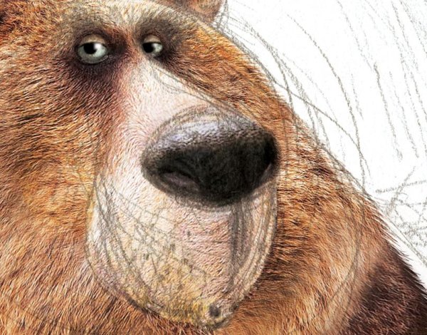 Смешная медвежья морда