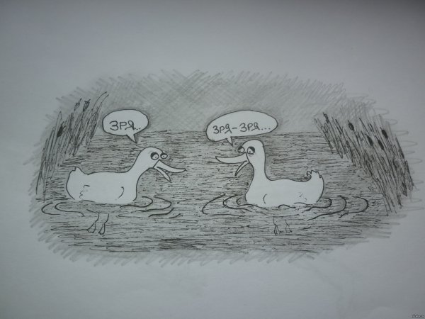 Приколы про утку
