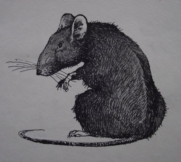 Крыса набросок