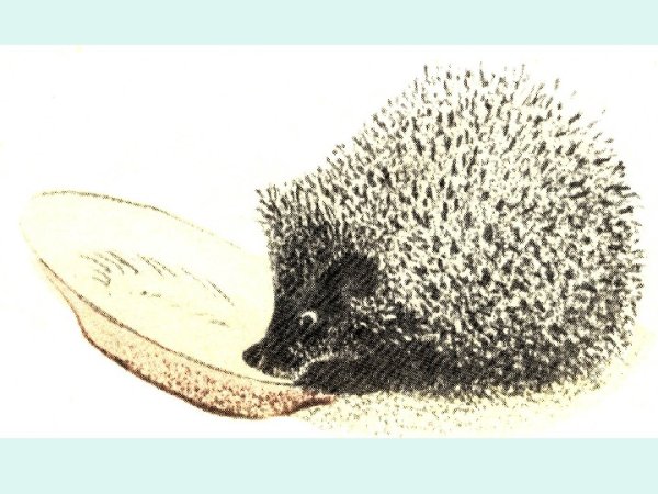 Чарушин рассказ еж