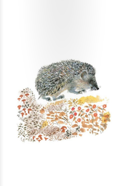 Рассказ е Чарушина ёж