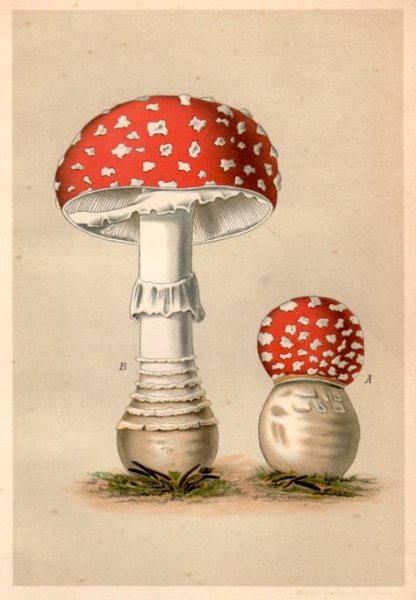 Мухомор Эстетика