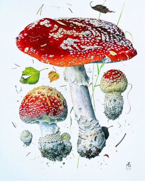 Александр Вязьменский грибы мухомор