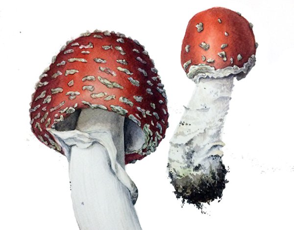 Мухомор акварелью