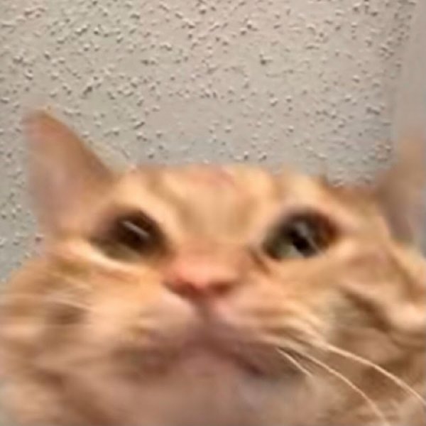 Милый мухомор