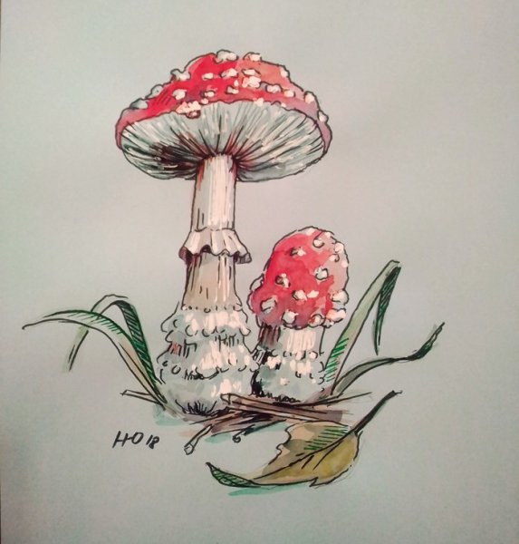 Мухомор скетчинг