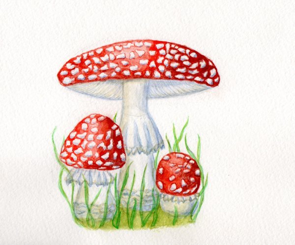 Amanita muscaria рисунок