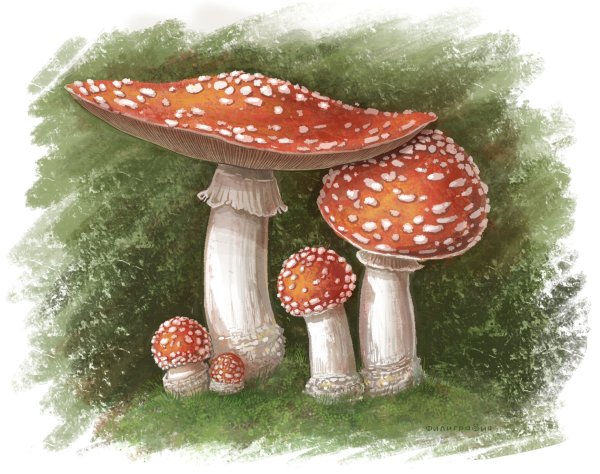 Мухомор цветными карандашами