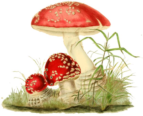 Эстетика грибов нарисованных