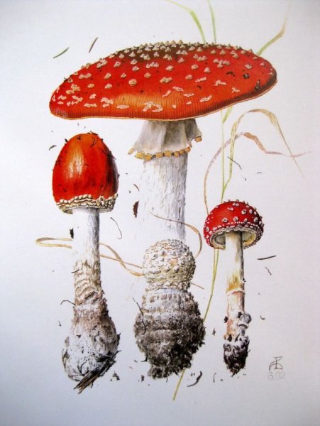 Милые грибочки