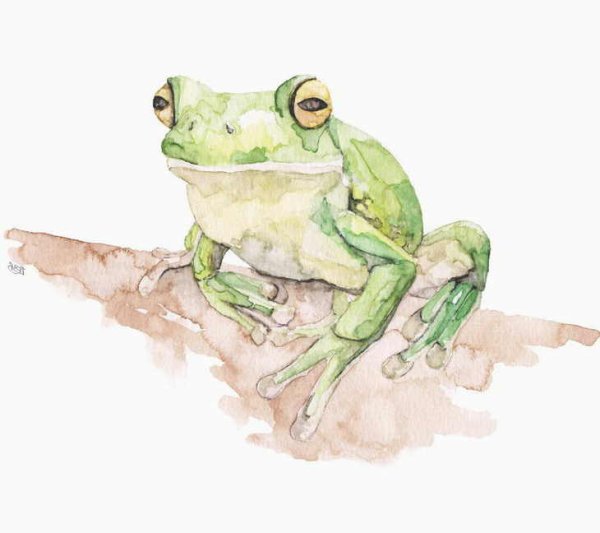 Лягушка акварелью