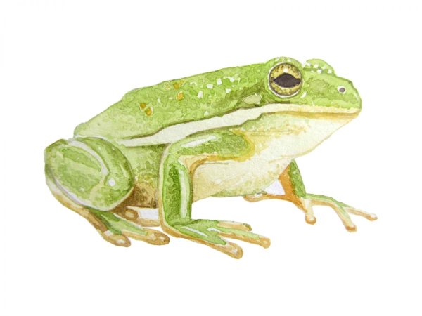 Лягушка акварелью