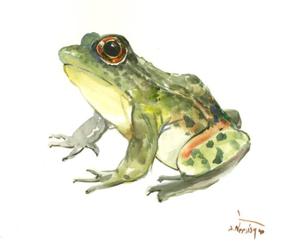 Лягушка акварелью