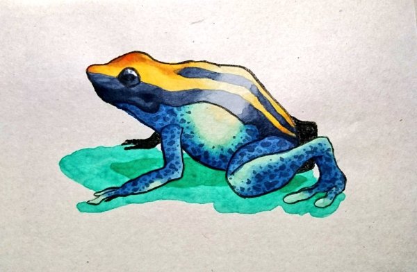 Синяя жаба арт