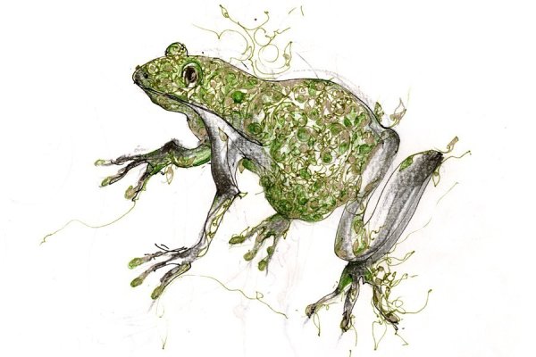 Земноводные арты