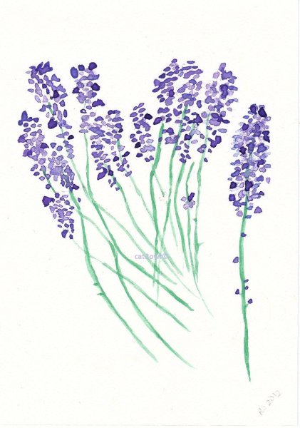 Ботаническая акварель Лаванда