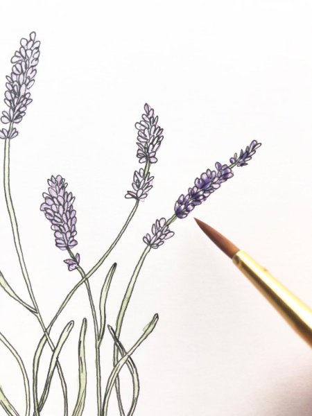 Лаванда для срисовки