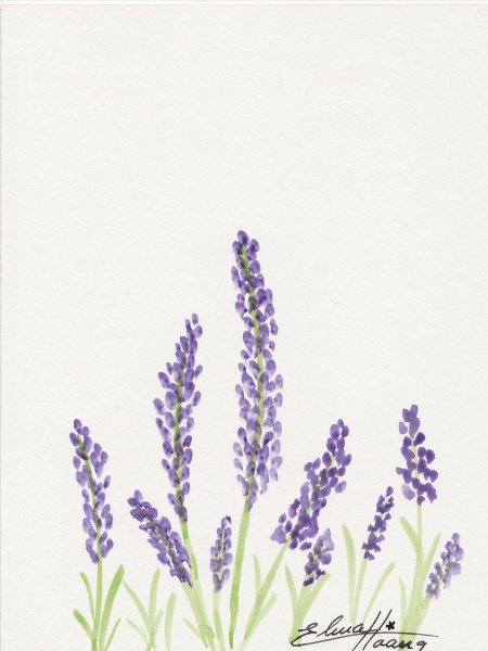 Лаванда простым карандашом
