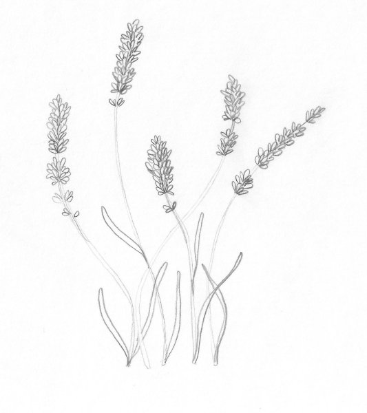 Лаванда Колосовая рисунок