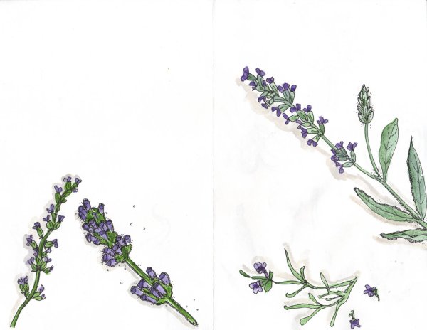 Лаванда набросок