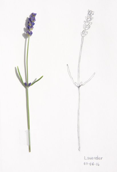 Лаванда акварель