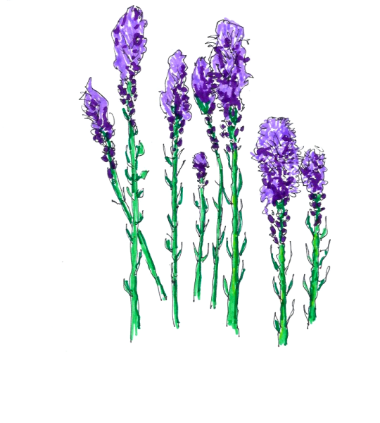 Лаванда эскиз