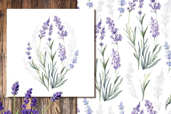Рисунки лаванды легкие