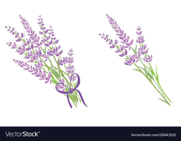 Лаванда акварельными карандашами