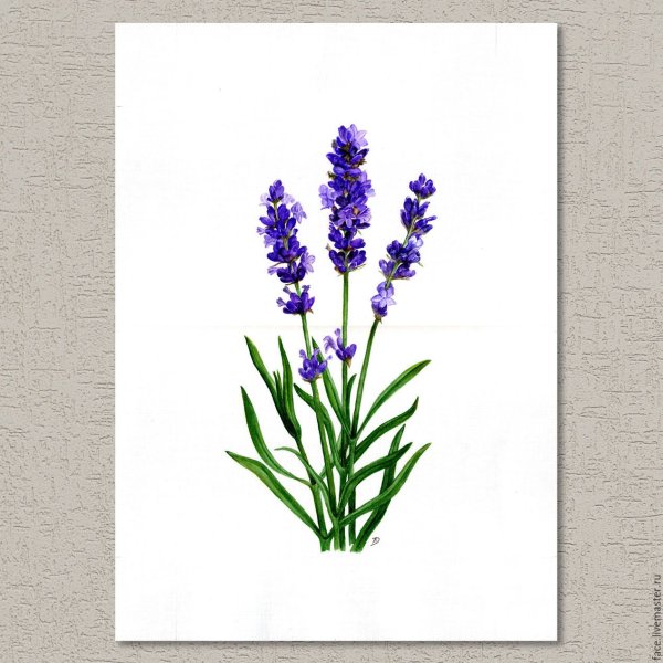 Лаванда поэтапно