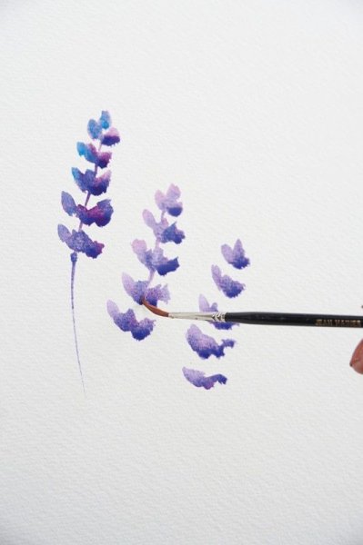 Лаванда Ботаническая иллюстрация