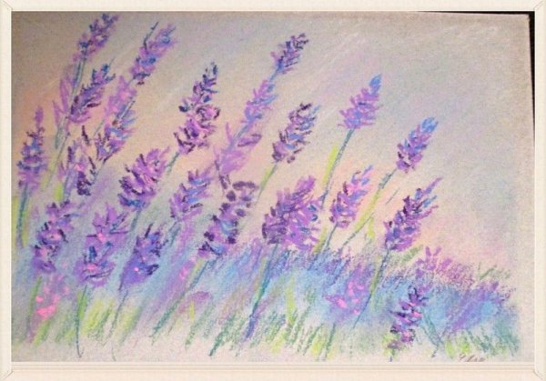Лаванда в графике
