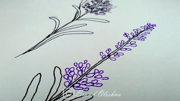 Лаванда рисунок
