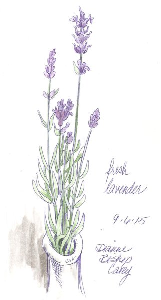 Лаванда в мультяшном стиле