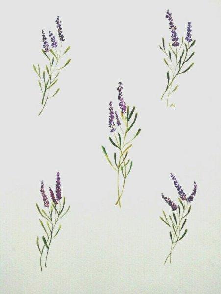 Лаванда эскиз