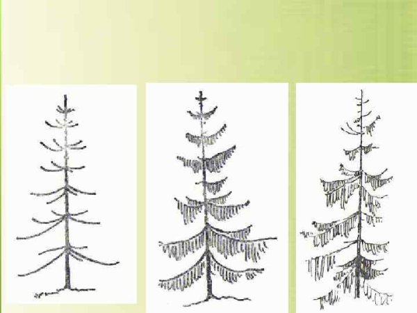 Поэтапное рисование сосны