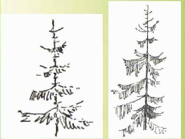 Схема рисования сосны