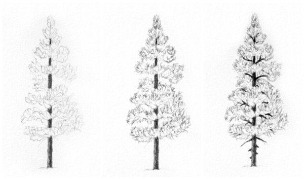 Деревья карандашом для начинающих ель