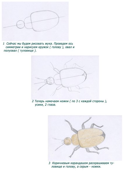 Поэтапное рисование Жуков