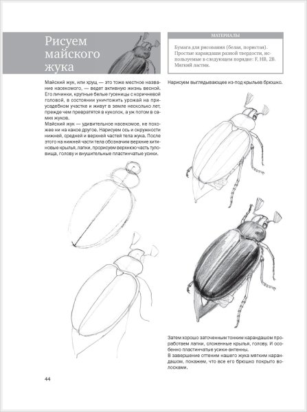 Поэтапное рисование майского жука