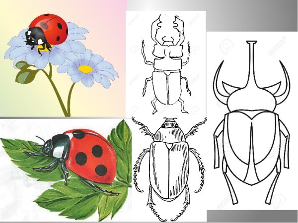 Изо разноцветные жуки