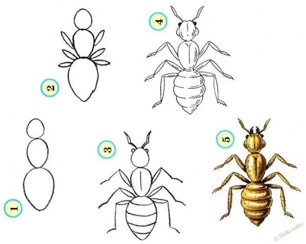 Поэтапное рисование насекомых для дошкольников