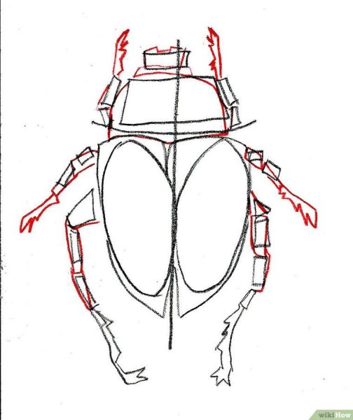 Поэтапное рисование жука