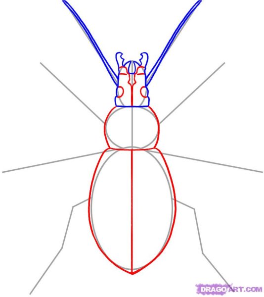 Нарисовать жука поэтапно