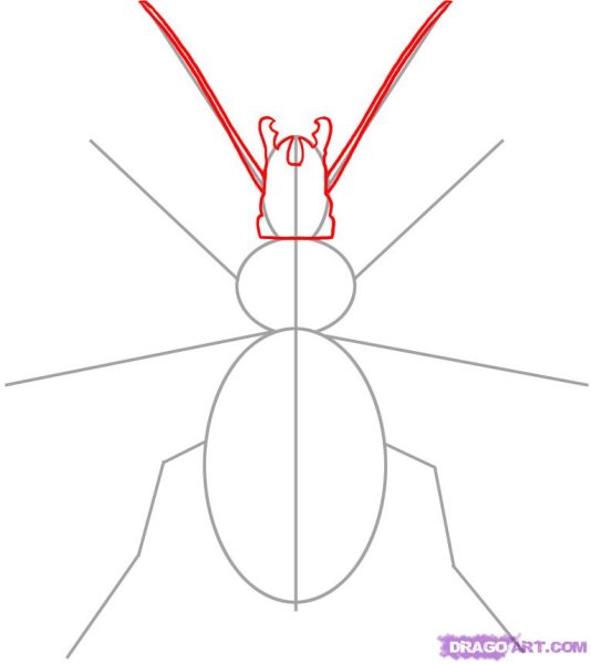 Последовательность рисования жука