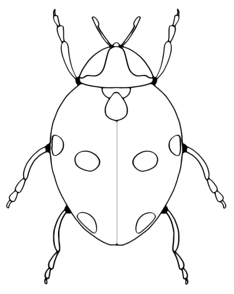 Раскраска насекомые Божья коровка